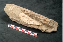 Foto (Seitenansicht) von Calamites sp. (NHMW-GEO-2024-0188-11189)
